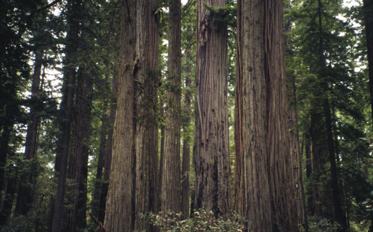 The coastal redwood (Sequoia sempervirens) is one of two species designated as state trees of California.
