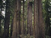 The coastal redwood (Sequoia sempervirens) is one of two species designated as state trees of California.