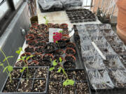 This image provided by Jeff Lowenfels shows flats of sweet peas grown from seed, some in recycled egg cartons, on March 23, 2023, in Anchorage, Alaska. The longer days of spring make this a good time to start plants from seed, either indoors or outdoors.