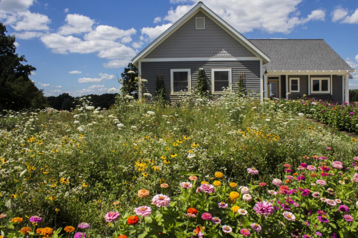 A lush wildflower meadow grows in place of a residential lawn.