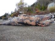 A dead gray whale lies on a Fox Island beach where it washed up April 1.