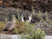 In this photo provided by the Hawaii Department of Land and Natural Resources, a feral cat looks towards a nene in a Big Island shopping center parking lot, in Waikoloa, Hawaii, on Monday, April 17, 2023. State authorities have cited two women for allegedly harming nene, an endangered species of geese native to Hawaii, by feeding feral cats in the lot.