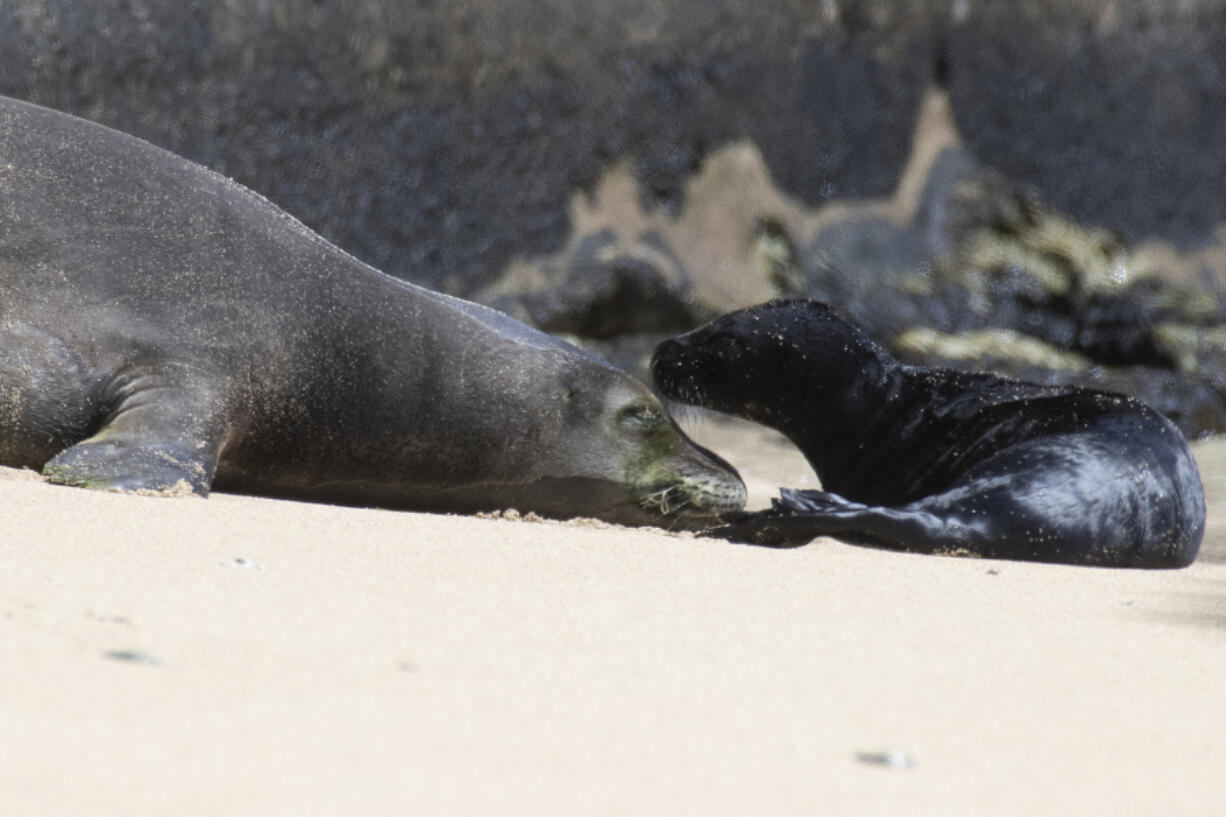 Hawaiian monk seal Kaiwi is seen with her new born pup in Honolulu on Apr. 14, 2023. Hawaii officials are fencing off a large stretch of a popular Waikiki beach to protect a Hawaiian monk seal and her days-old pup. The unusual move highlights the challenges of protecting endangered species in a state that attracts millions of travelers every year. (George F.
