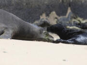 Hawaiian monk seal Kaiwi is seen with her new born pup in Honolulu on Apr. 14, 2023. Hawaii officials are fencing off a large stretch of a popular Waikiki beach to protect a Hawaiian monk seal and her days-old pup. The unusual move highlights the challenges of protecting endangered species in a state that attracts millions of travelers every year. (George F.