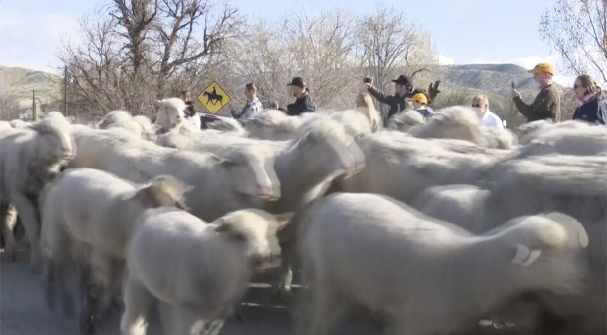 The sheep were traveling to their summer grazing area in the Boise National Forest.