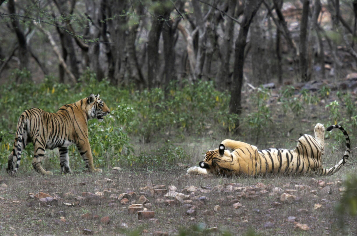 FILE - Tigers are visible at the Ranthambore National Park in Sawai Madhopur, India on April 12, 2015. Prime Minister Narendra Modi announced Sunday, April 9, 2023, to much applause that the country's tiger population has steadily grown to over 3,000 since its flagship conservation program began 50 years ago after concerns that numbers of the big cats were dwindling.