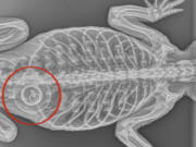 This photo provided Friday, April 21, 2023, by the Bronx Zoo, a radiograph shows a bathtub stopper in the stomach of an American alligator, rescued from a lake in Prospect Park in the Brooklyn borough of New York. The abandoned and emaciated alligator has died in a "tragic case of animal abuse," zoo officials said.