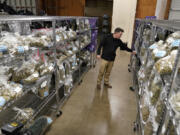 Co-founder Tanner Mariani looks over bags of marijuana buds that fill the showroom of the Portland Cannabis Market in Portland, Ore., on March 31, 2023. Oregon, which has huge stockpiles of marijuana, should prepare for the U.S. government eventually legalizing the drug and position the state as a national leader in the industry, state auditors said Friday, April 28, 2023.
