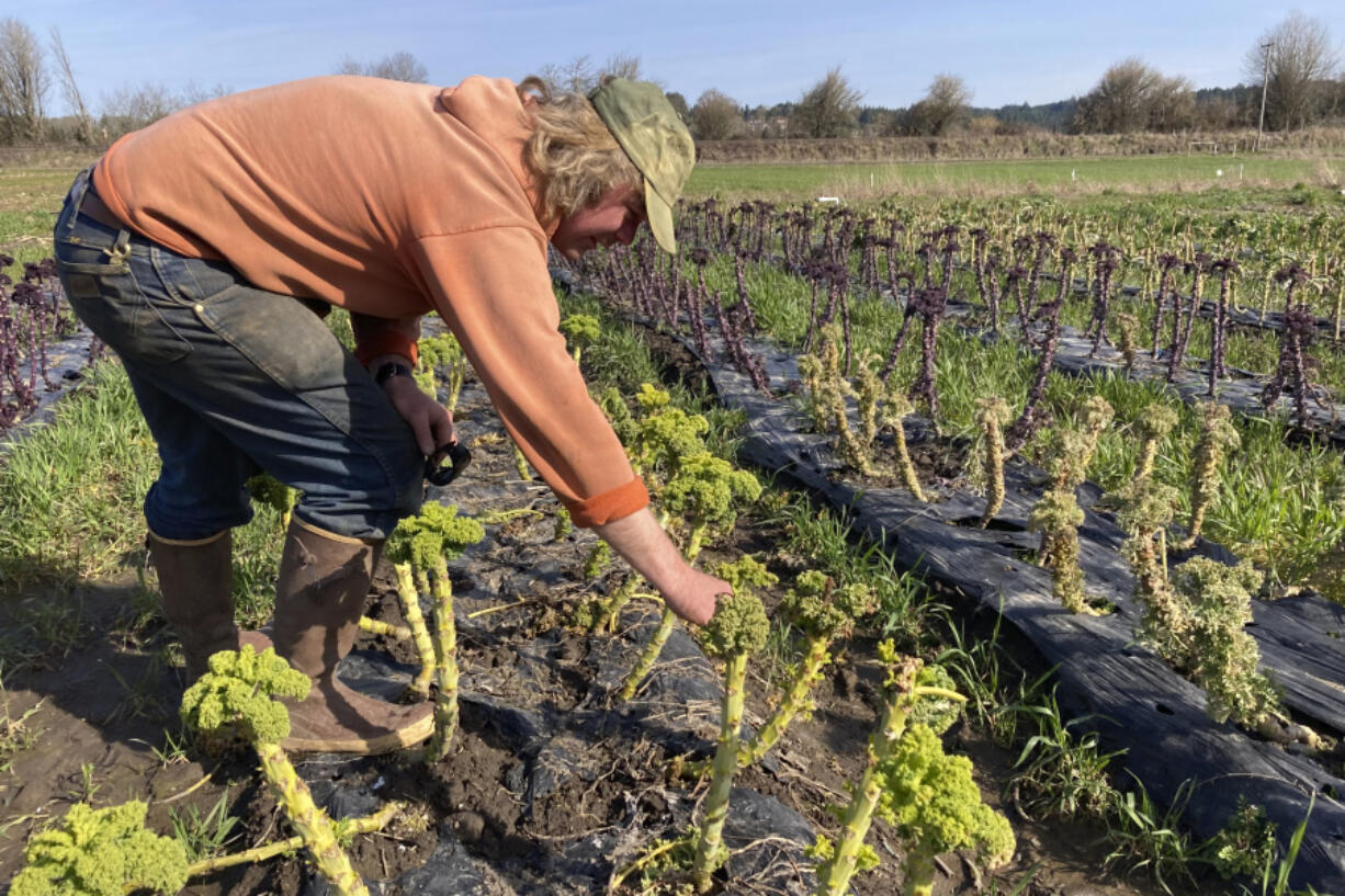 FILE - Aaron Nichols examines organic kale growing on his farm in the unincorporated community of Helvetia, Ore. In an attempt to attract semiconductor companies to Oregon, the state Legislature on Thursday, April 6, 2023, authorized the governor to expand urban growth boundaries to provide land for chip makers to build factories and provides over $200 million in grants to chipmakers.