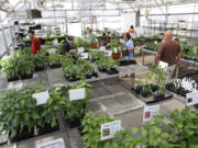 Shoppers peruse the Master Gardener Foundation of Clark County Mothers' Day Weekend Plant Sale in 2017.