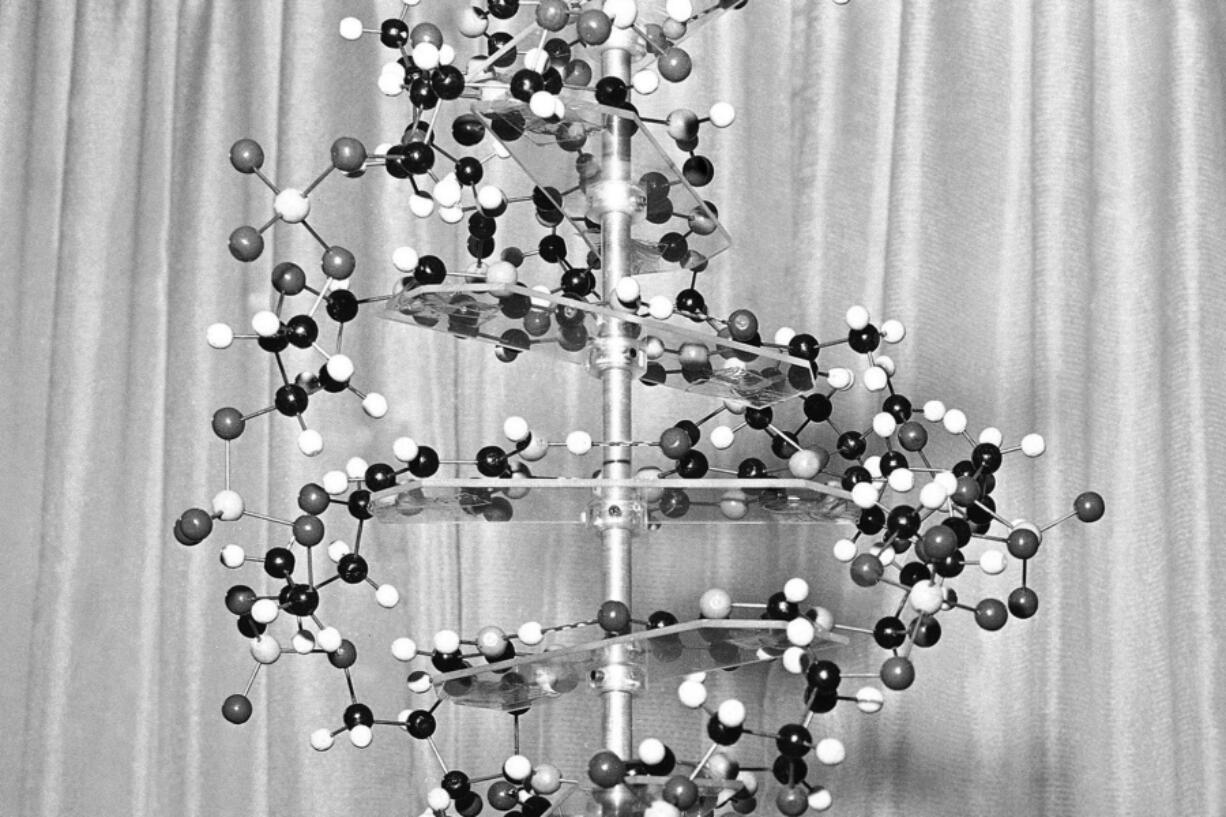 A model of a DNA molecule is displayed in the New York office of the Sloan-Kettering Institute for Cancer Research on Oct. 18, 1962.