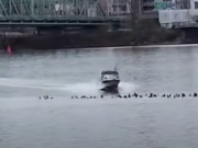 Federal officials are investigating an incident Monday where a boater appeared to charge sea lions swimming in the Columbia River near Hayden Island.