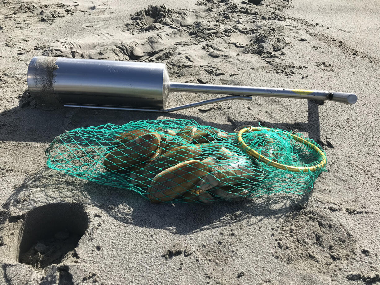 These clams were all dug on the northern end of the Long Beach Peninsula, a few hundred yards north of the Oysterville Approach.