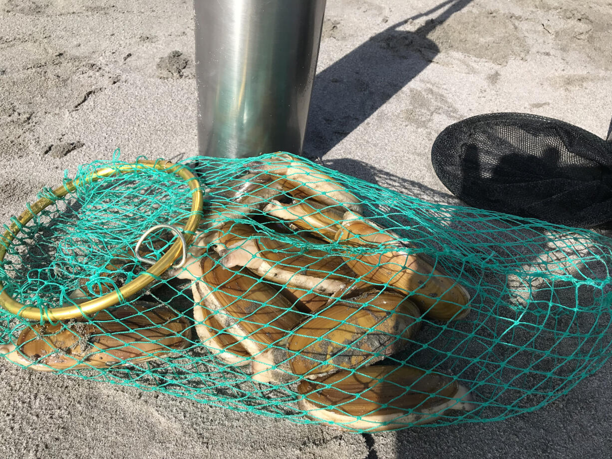 These clams were all dug on the northern end of the Long Beach Peninsula, a few hundred yards north of the Oysterville Approach.