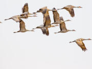 A flock of Sandhill Cranes in flight near Othello in 2021.