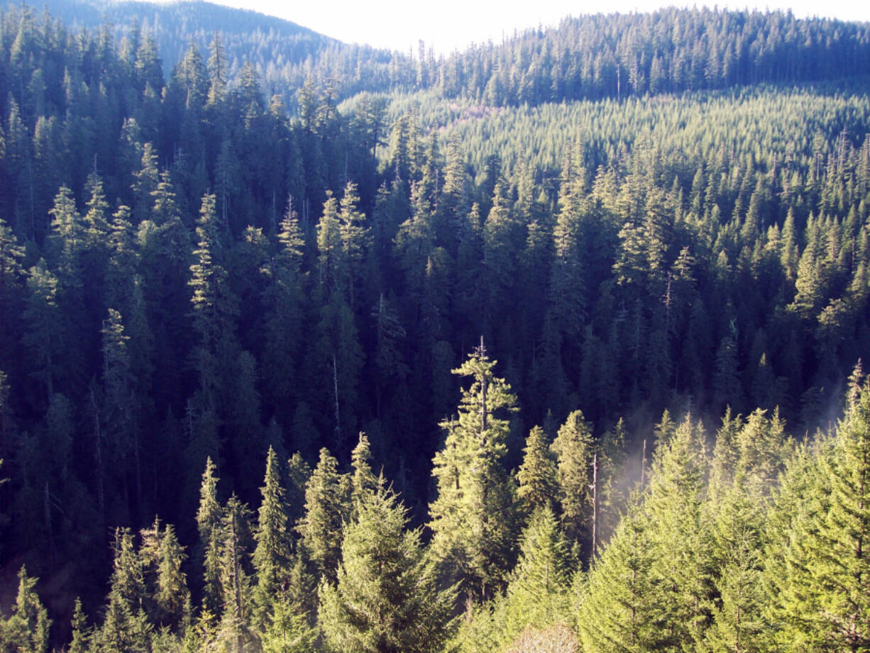 The Gifford Pinchot National Forest has millions upon millions of trees, but a dwindling stock of Christmas trees.