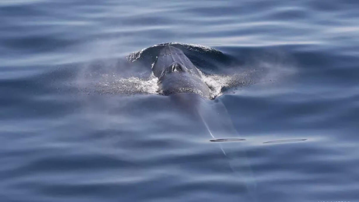 There are only about 50 Rice's whales remaining in the Gulf of Mexico, making them a critically endangered species. New research by Florida International University scientists shows the animals are picky eaters, with 70 percent of their diet coming from one fish species.