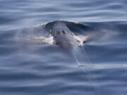 There are only about 50 Rice's whales remaining in the Gulf of Mexico, making them a critically endangered species. New research by Florida International University scientists shows the animals are picky eaters, with 70 percent of their diet coming from one fish species.