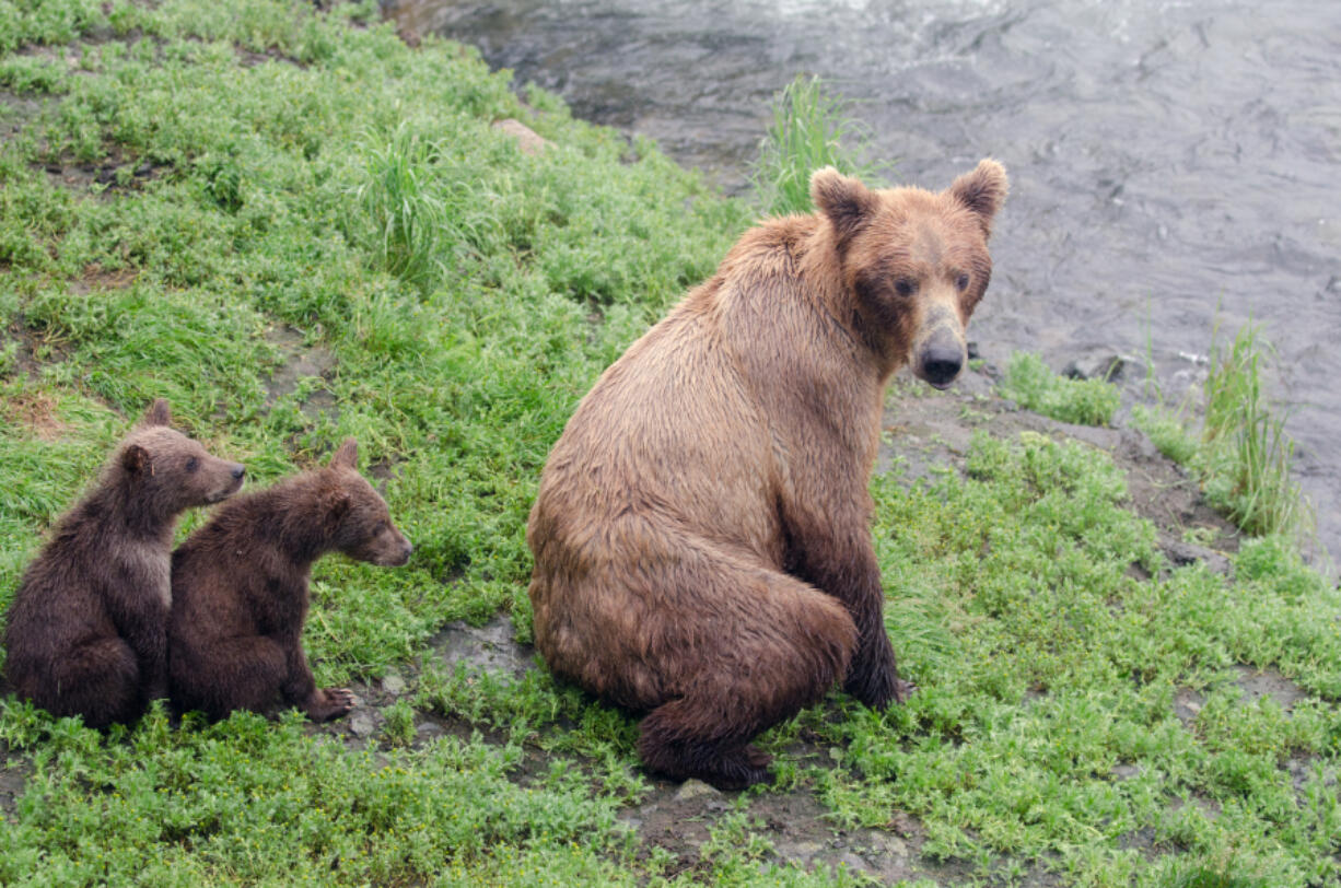 Idaho wants the U.S. to remove grizzly bears from the Endangered Species Act.