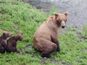 Idaho wants the U.S. to remove grizzly bears from the Endangered Species Act.