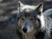 A wolf stands inside its enclosure at the Colorado Wolf and Wildlife Center in Divide, Colo., March 28.