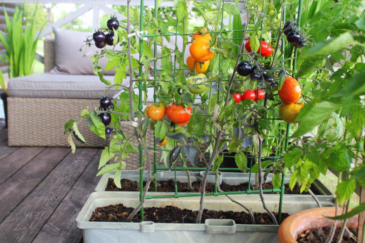 Whether you own your home or rent an apartment, there is a way for you to begin growing vegetables.