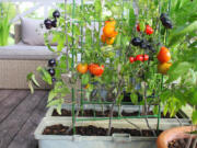 Whether you own your home or rent an apartment, there is a way for you to begin growing vegetables.