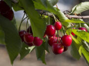 Cherries hang on a tree in 2015 at the Lyall Farms in Mattawa.