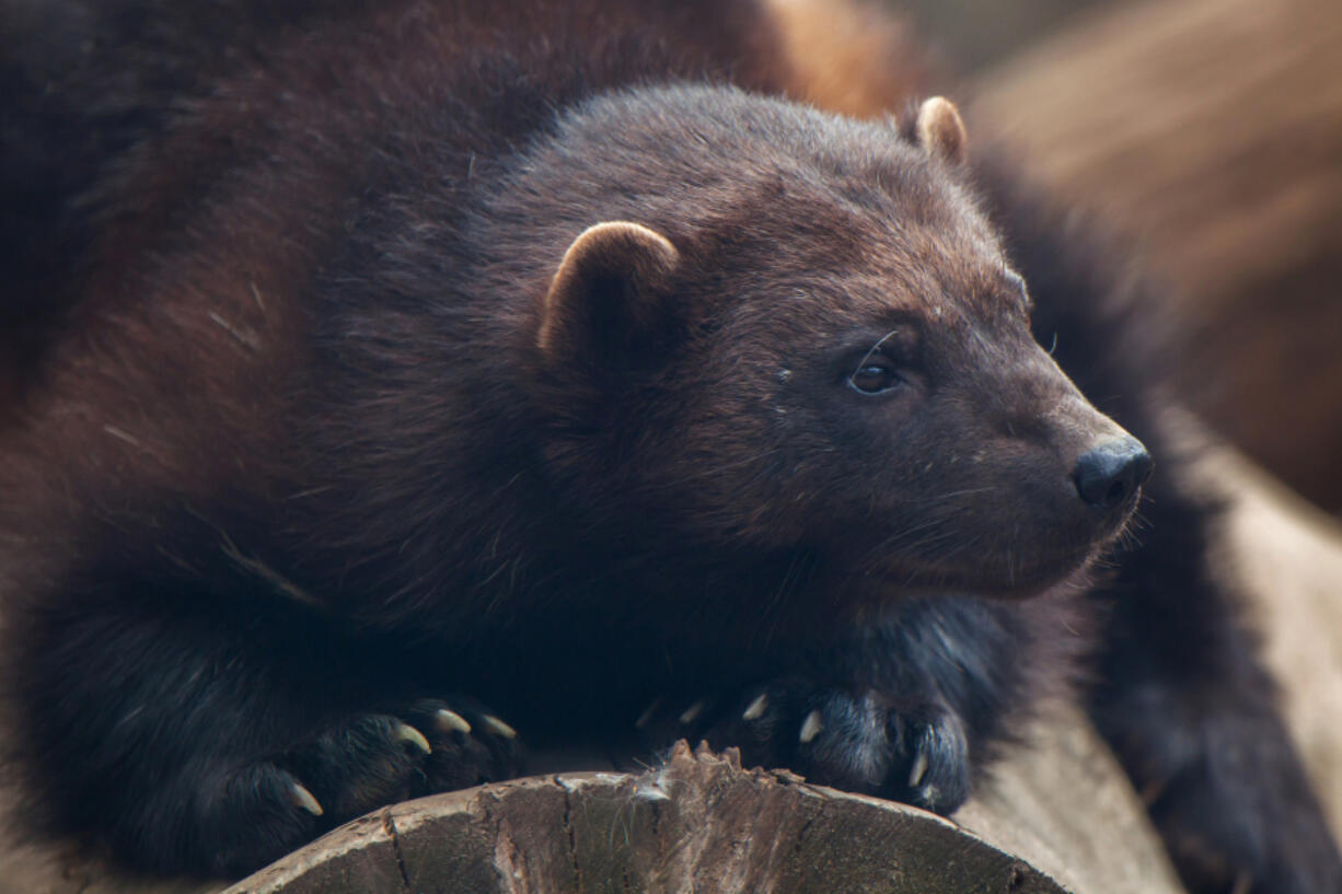 Wolverine Gulo gulo, also known as the glutton.