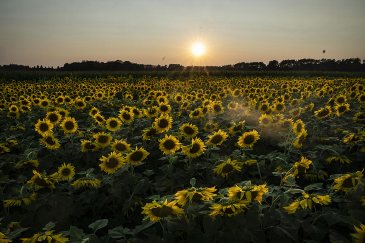 Sunflowers at sunset at the Green Barn Garden Center Sunflower Field in Isanti, Minnesota, on Monday, August 9, 2021.