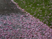 The sidewalk is covered in fallen blossoms from the Shirofugen cherry trees at Clark College in Vancouver.