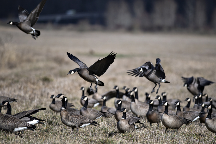 Canada goose, Migration, Habitat & Diet