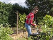 AnnMarie Taylor Haldeman spreads soil at the Taylor Family Farm in Vancouver. Between soaring land prices and pressures to sell, observers worry about the future of farming in Clark County. At top, homes overlook the Taylor Family Farm orchard.