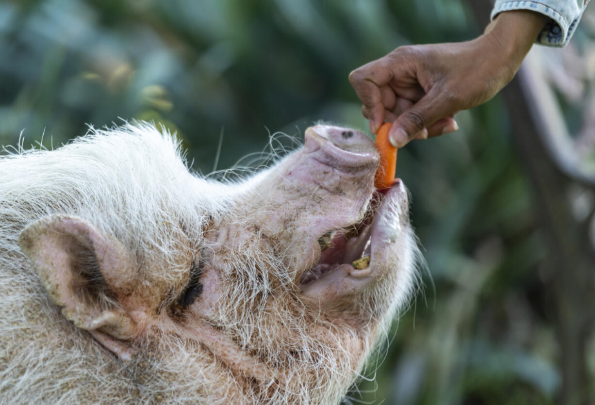 Marion Blatty feeds a carrot to Puggles, her family's pet pig, at her Hazel Dell home. His diet consists of pet food pellets and vegetables, with an occasional Eggo waffle as a treat.