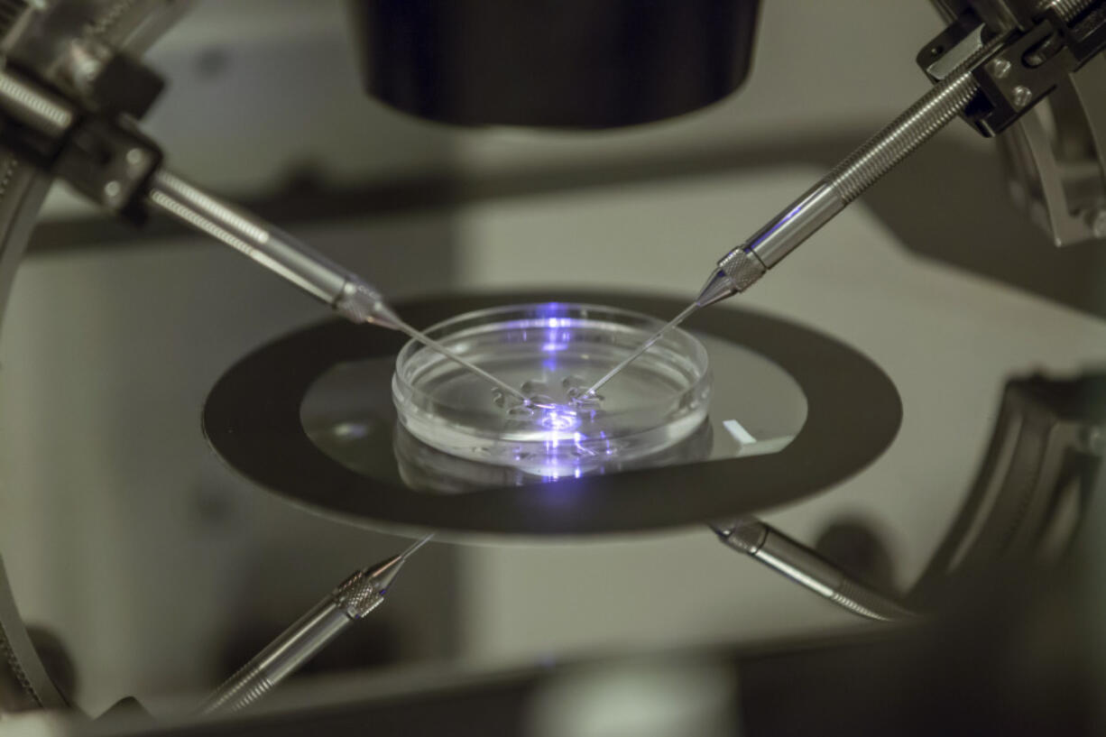 FILE - An embryologist works on a petri dish at the Create Health fertility clinic in south London, Thursday, Aug. 14, 2013. Britain's fertility regulator said the first babies created using an experimental technique combining DNA from three people have been born, in an effort to prevent the children from inheriting rare genetic diseases.