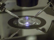 FILE - An embryologist works on a petri dish at the Create Health fertility clinic in south London, Thursday, Aug. 14, 2013. Britain's fertility regulator said the first babies created using an experimental technique combining DNA from three people have been born, in an effort to prevent the children from inheriting rare genetic diseases.