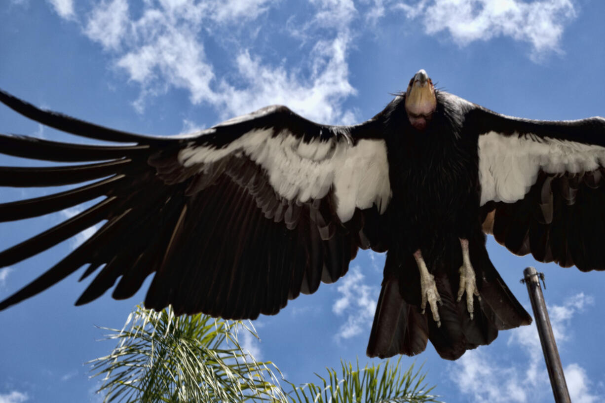 California Condor named Hope zoo ambassador for the species takes to flight at the Los Angeles Zoo on Tuesday, May 2, 2023. California condors are trapped in a cycle of life and death. The latest breeding efforts to boost the population of North America's largest land bird - an endangered species where there are only several hundred in the wild - come as the avian flu has already killed 20 birds this year.