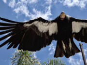 California Condor named Hope zoo ambassador for the species takes to flight at the Los Angeles Zoo on Tuesday, May 2, 2023. California condors are trapped in a cycle of life and death. The latest breeding efforts to boost the population of North America's largest land bird - an endangered species where there are only several hundred in the wild - come as the avian flu has already killed 20 birds this year.