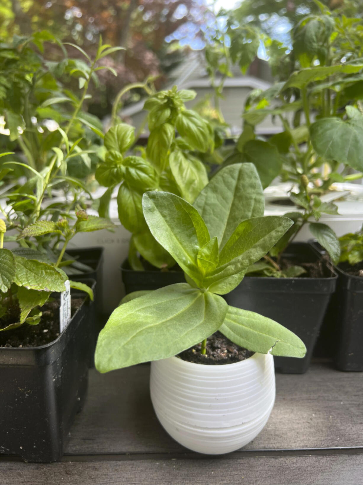 This May 9, 2023, image shows annual and vegetable seedlings being "hardened off," or gradually acclimated to outdoor weather conditions, in Glen Head, NY.