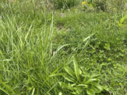 This May 3, 2023 image provided by Jessica Damiano shows tall grass and weeds growing in an unmowed lawn in Glen Head, NY.