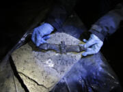 Alyssa Bennett, a biologist for the Vermont Department of Fish and Wildlife, inspects a dead bat in a cave in Dorset, Vt., on May 2.