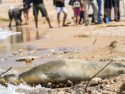 Yulia, an endangered Mediterranean monk seal rests on the beach in Tel Aviv, Israel, Tuesday, May 16, 2023. An unexpected visitor spotted sunbathing on a beach in the Israeli city of Tel Aviv is turning heads and causing a media buzz. The seal cow first appeared south of Tel Aviv's main beachfront last Friday, drawing clusters of curious onlookers to the rocky beach south of Jaffa's historic center on Tuesday.