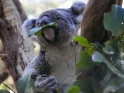 A koala eats gum leaves May 5 at a koala park in Sydney, Australia. Australian scientists have begun vaccinating wild koalas against chlamydia in a pioneering field trial in New South Wales.