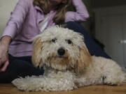 An 8-month-old toy poodle named Bondi sits next to his "best friend" Colleen Briggs at home before a walk to the park April 6 in New York.