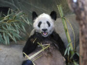 Ya Ya, a giant panda, eats bamboo April 8 at the Memphis Zoo in Memphis, Tenn. On April 26, Ya Ya began her trip back to China from the Memphis Zoo, where she has spent the past 20 years as part of a loan agreement.