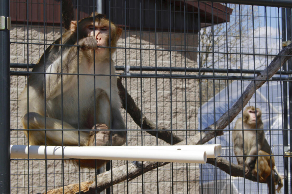 River, a rhesus macaques who was previously used in medical research, sits in an outdoor enclosure at Primates Inc., in Westfield, Wis., on May 13, 2019.