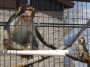 River, a rhesus macaques who was previously used in medical research, sits in an outdoor enclosure at Primates Inc., in Westfield, Wis., on May 13, 2019.