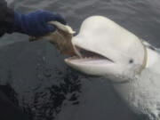 In this photo taken in April 2019 a beluga whale found in Arctic Norway is feeded. Norwegian authorities say that a beluga whale first spotted in Arctic Norway in 2019 with an apparent Russian-made harness and alleged to have come from a Russian military facility has been spotted off Sweden's west coast.