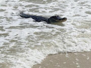 An alligator swims up to the beach on Dauphin Island, near Mobile, Ala., on May 7.