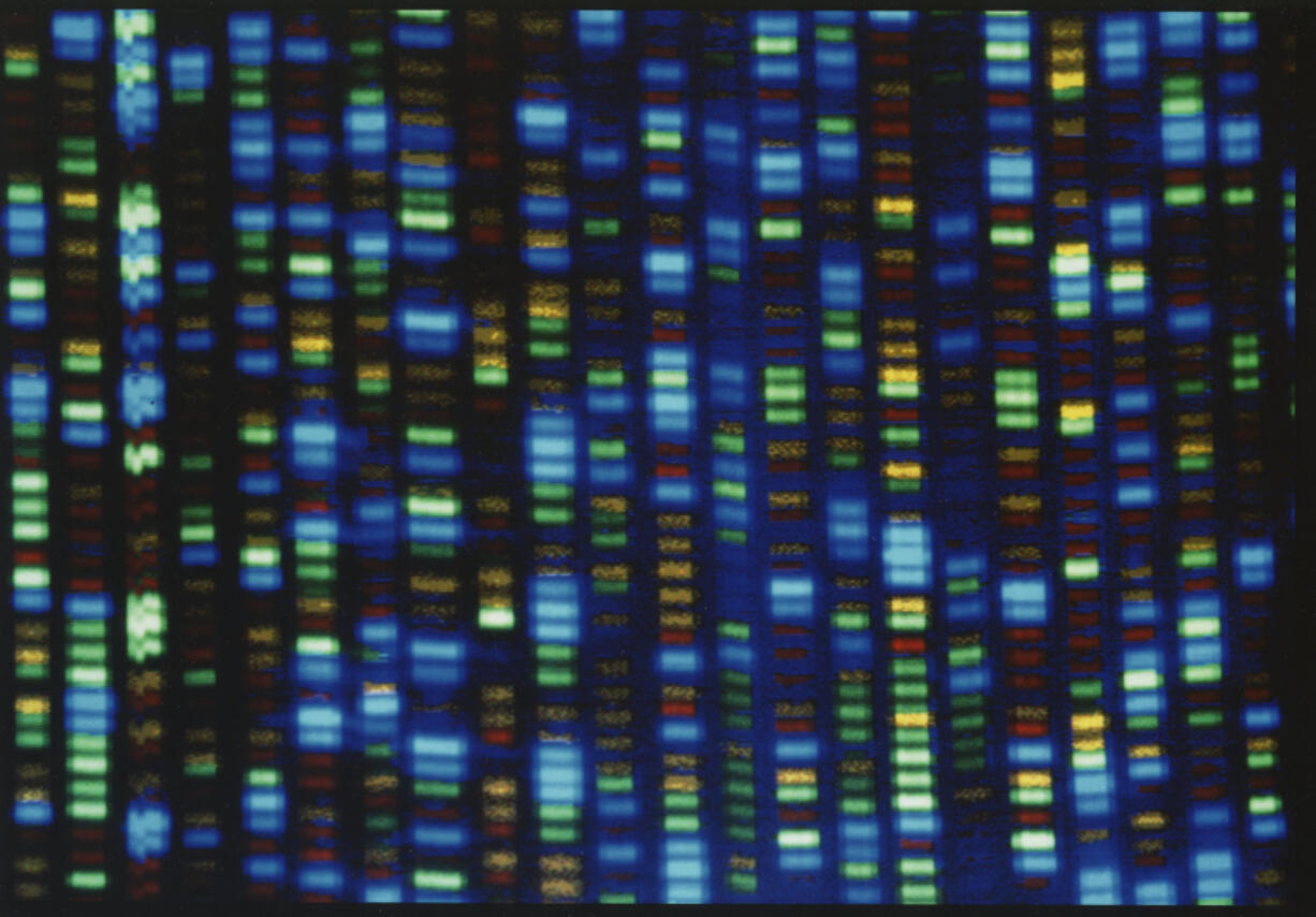 FILE - This undated image made available by the National Human Genome Research Institute shows the output from a DNA sequencer. The much-heralded Human Genome Project was a huge milestone for science, but most of that genetic blueprint came from one man from Buffalo, N.Y. On Wednesday, May 10, 2023, scientists announced they have sequenced the genomes of 47 people from around the world, allowing scientists to be able to look at what's normal and what's not across people and learn more about what genes do and what diseases genetic problems may cause.